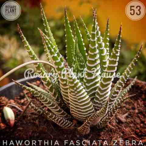 Haworthia Zebra from Rosary Plant House