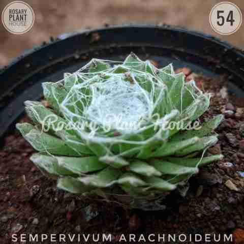 Sempervivum arachnoideum from Rosary Plant House
