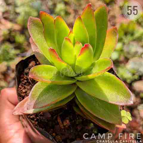 Crassula capitella from Rosary Plant House