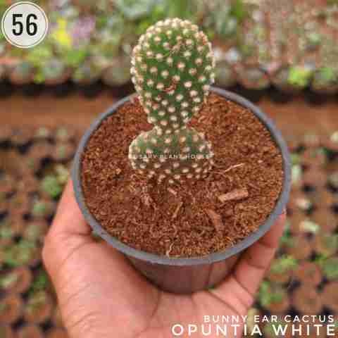 Opuntia white from Rosary Plant House