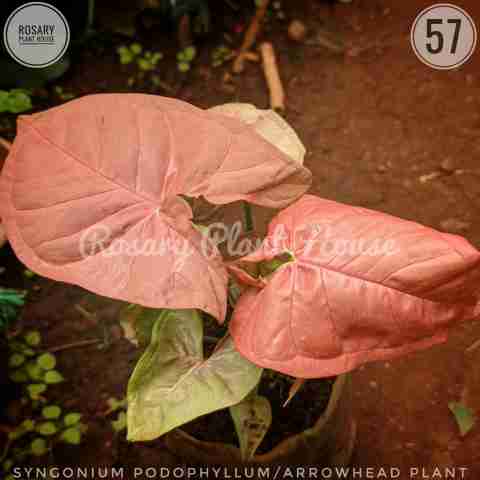 Syngonium podophyllum from Rosary Plant House