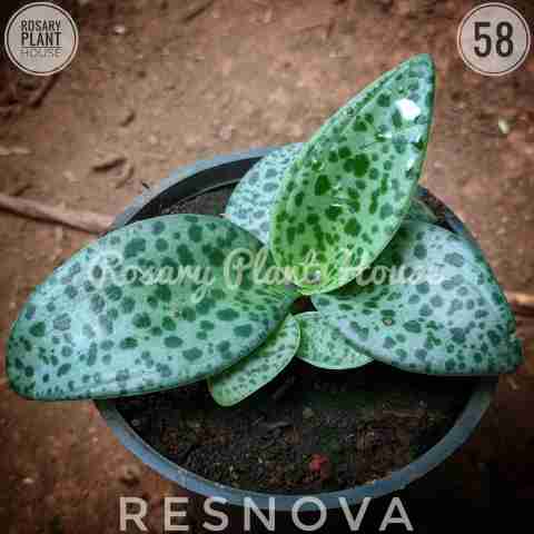Resnova from Rosary Plant House