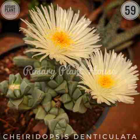 Cheiridopsis denticulata from Rosary Plant House