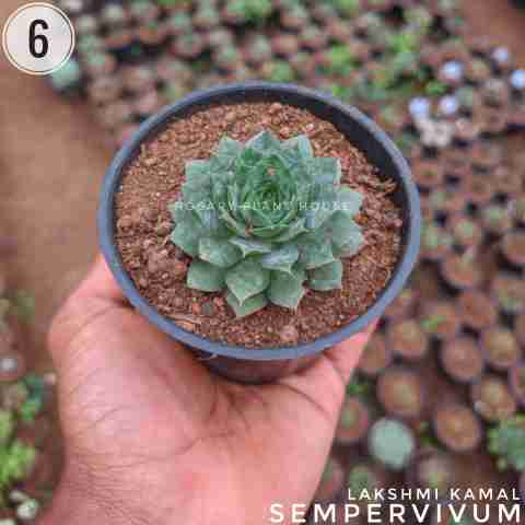 Sempervivum (Lakshmi Kamal) from Rosary Plant House