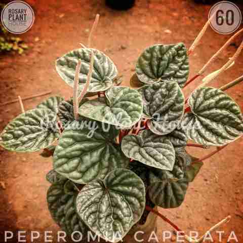 Peperomia caperata from Rosary Plant House