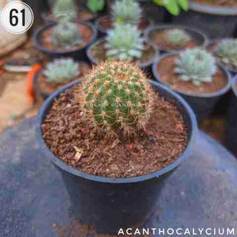 Acanthocalycium from Rosary Plant House