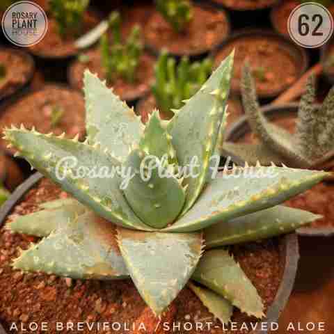 Short-leaved aloe from Rosary Plant House