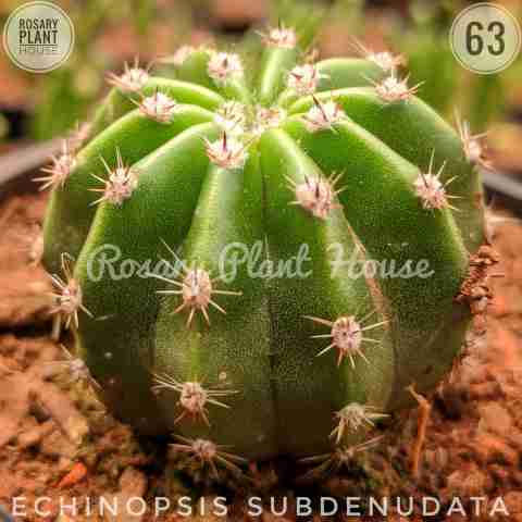 Echinopsis subdenudata from Rosary Plant House