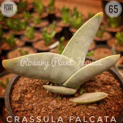Crassula Falcata from Rosary Plant House