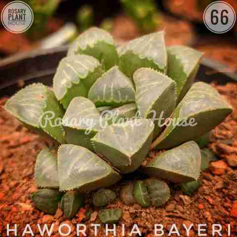 Haworthia bayeri from Rosary Plant House