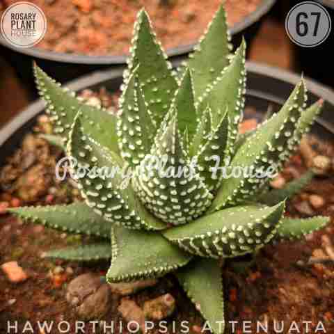 Haworthiopsis attenuata from Rosary Plant House