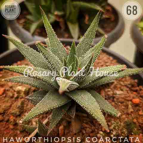 Haworthiopsis coarctata from Rosary Plant House