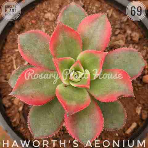 Haworth's aeonium from Rosary Plant House