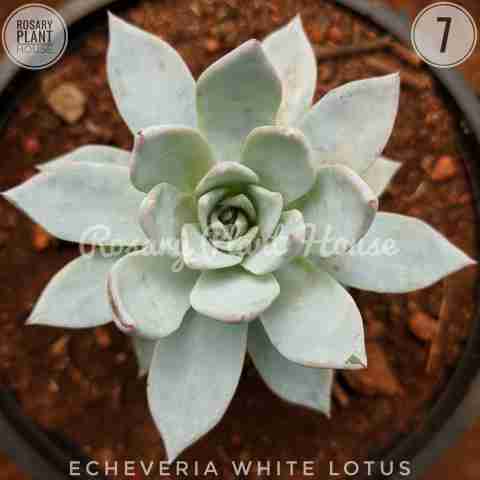 Echeveria peacockii from Rosary Plant House