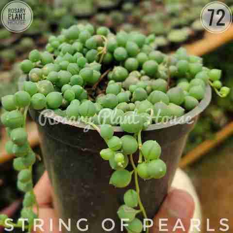 String of pearls from Rosary Plant House