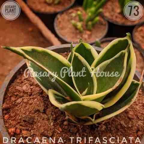 Dracaena trifasciata from Rosary Plant House