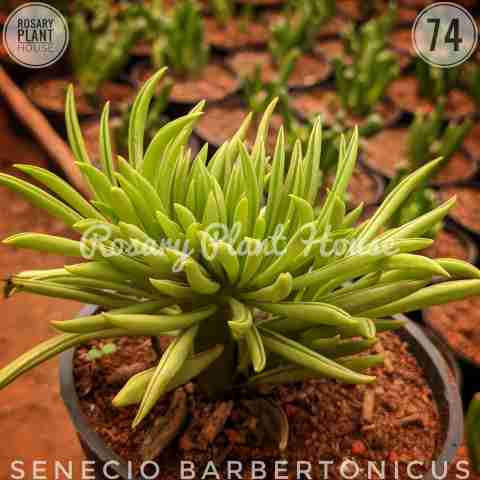 Senecio barbertonicus from Rosary Plant House