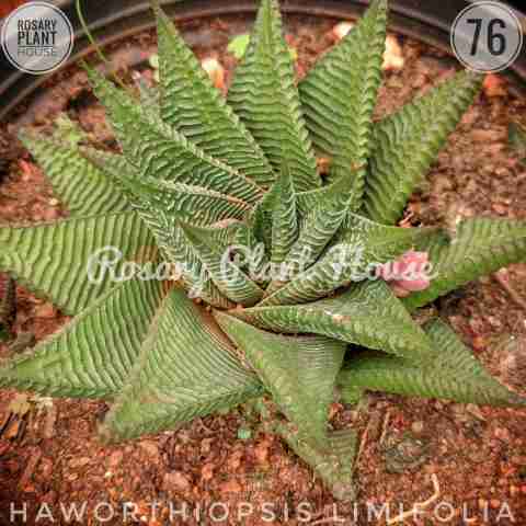 Haworthiopsis limifolia from Rosary Plant House