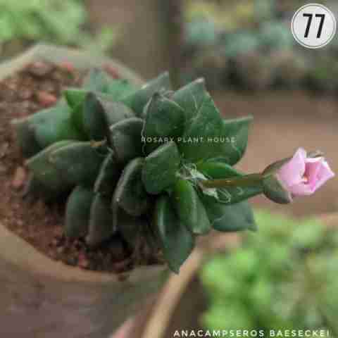 Anacampseros Baeseckei from Rosary Plant House