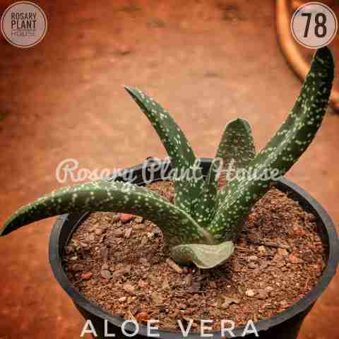 Aloe vera from Rosary Plant House