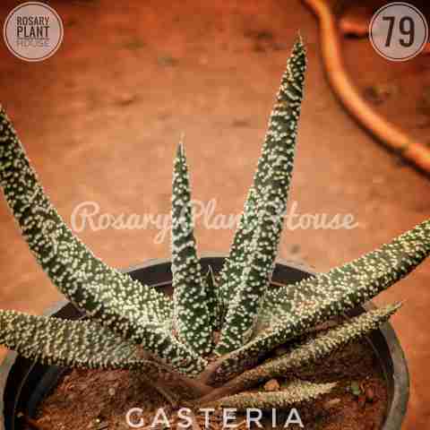 Gasteria from Rosary Plant House