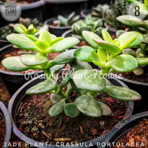 Crassula Portulacea(miniature) from Rosary Plant House