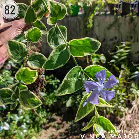 Vinca major from Rosary Plant House