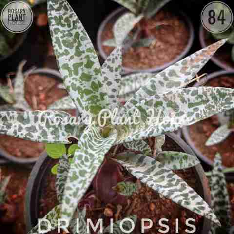 Drimiopsis from Rosary Plant House