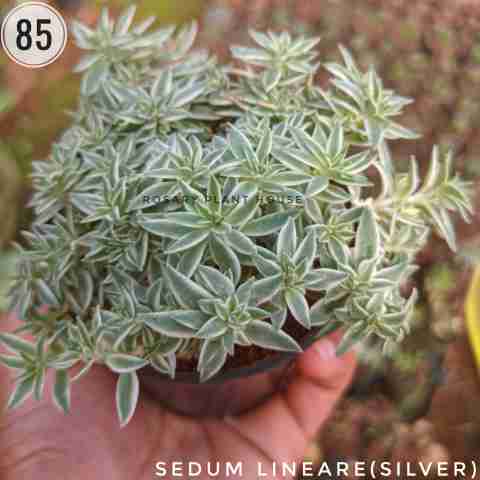 Sedum lineare(silver) from Rosary Plant House