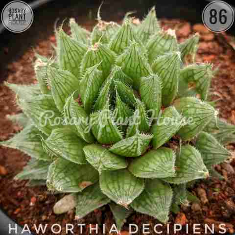 haworthia decipiens from Rosary Plant House