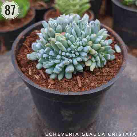 echeveria glauca cristata from Rosary Plant House