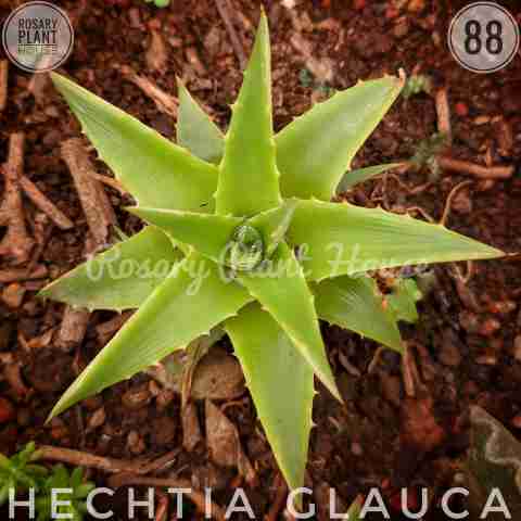 Hechtia glauca from Rosary Plant House