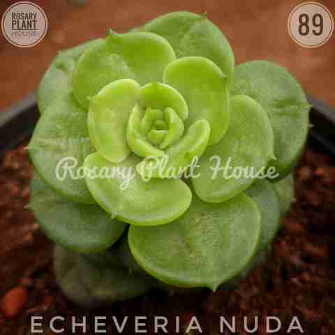 Echeveria nuda from Rosary Plant House