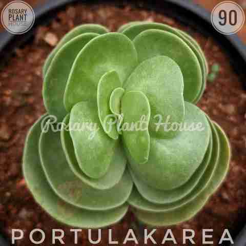 portulakarea from Rosary Plant House