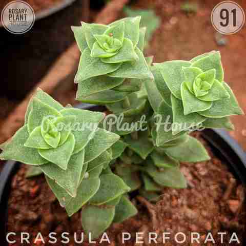 Crassula perforata from Rosary Plant House