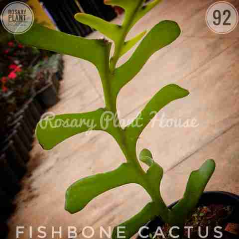 Fishbone from Rosary Plant House