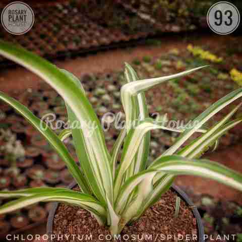 Chlorophytum/spider plant from Rosary Plant House