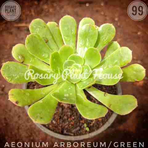 Aeonium arboreum/green from Rosary Plant House