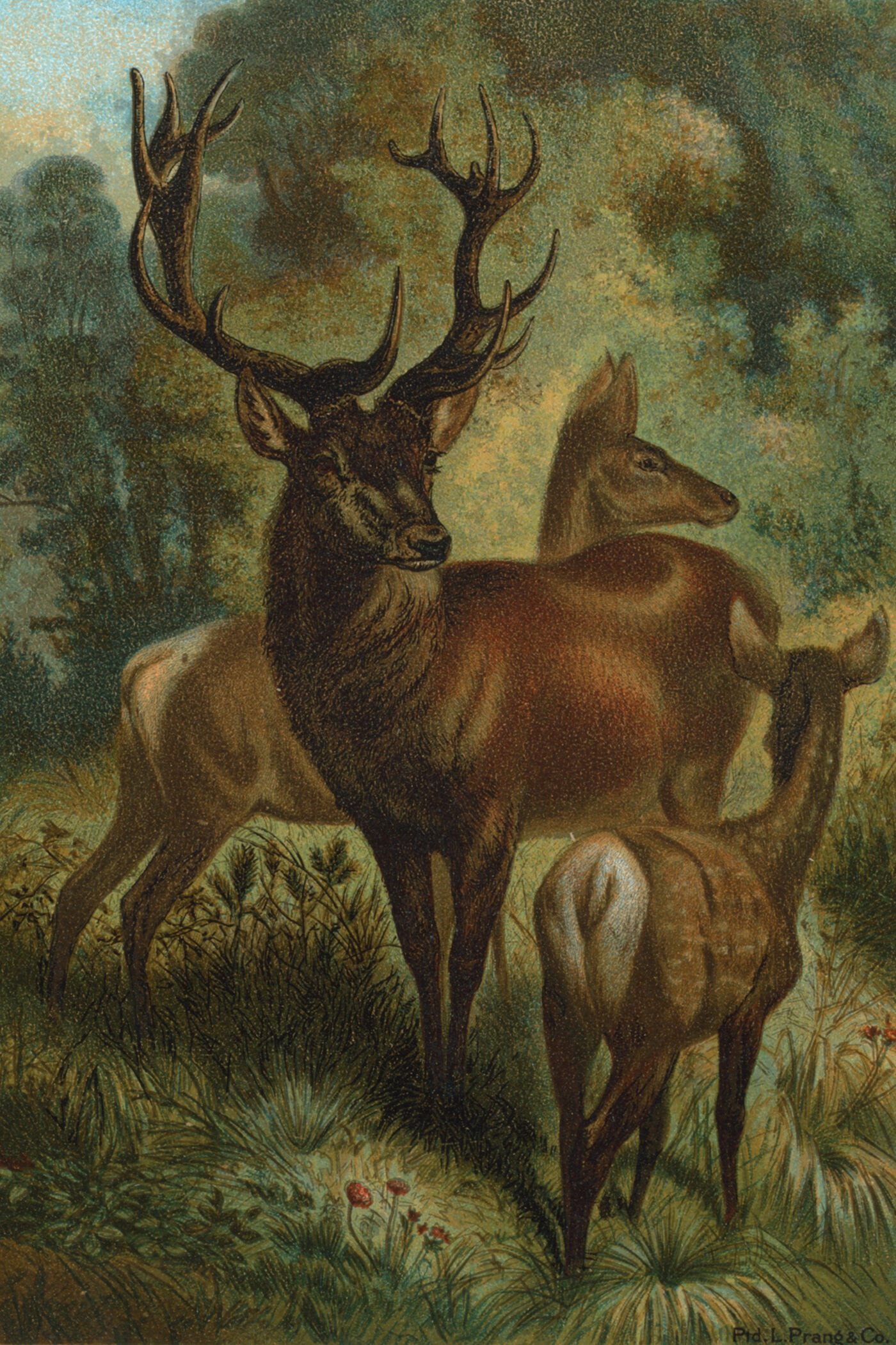 Cover for Bambi