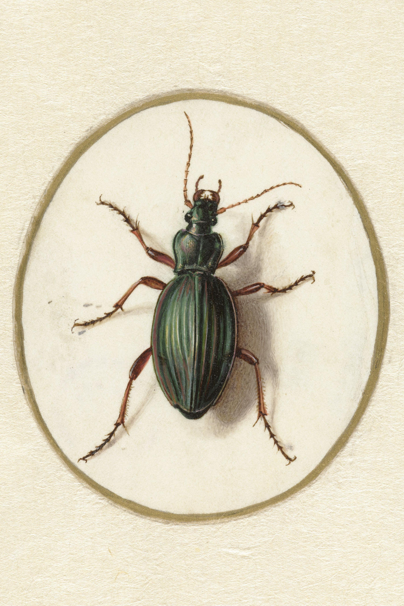 Cover for The Beetle