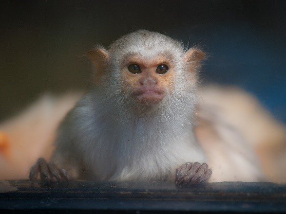 Mico Argentatus (Silvery Marmoset) - William Warby/Flickr