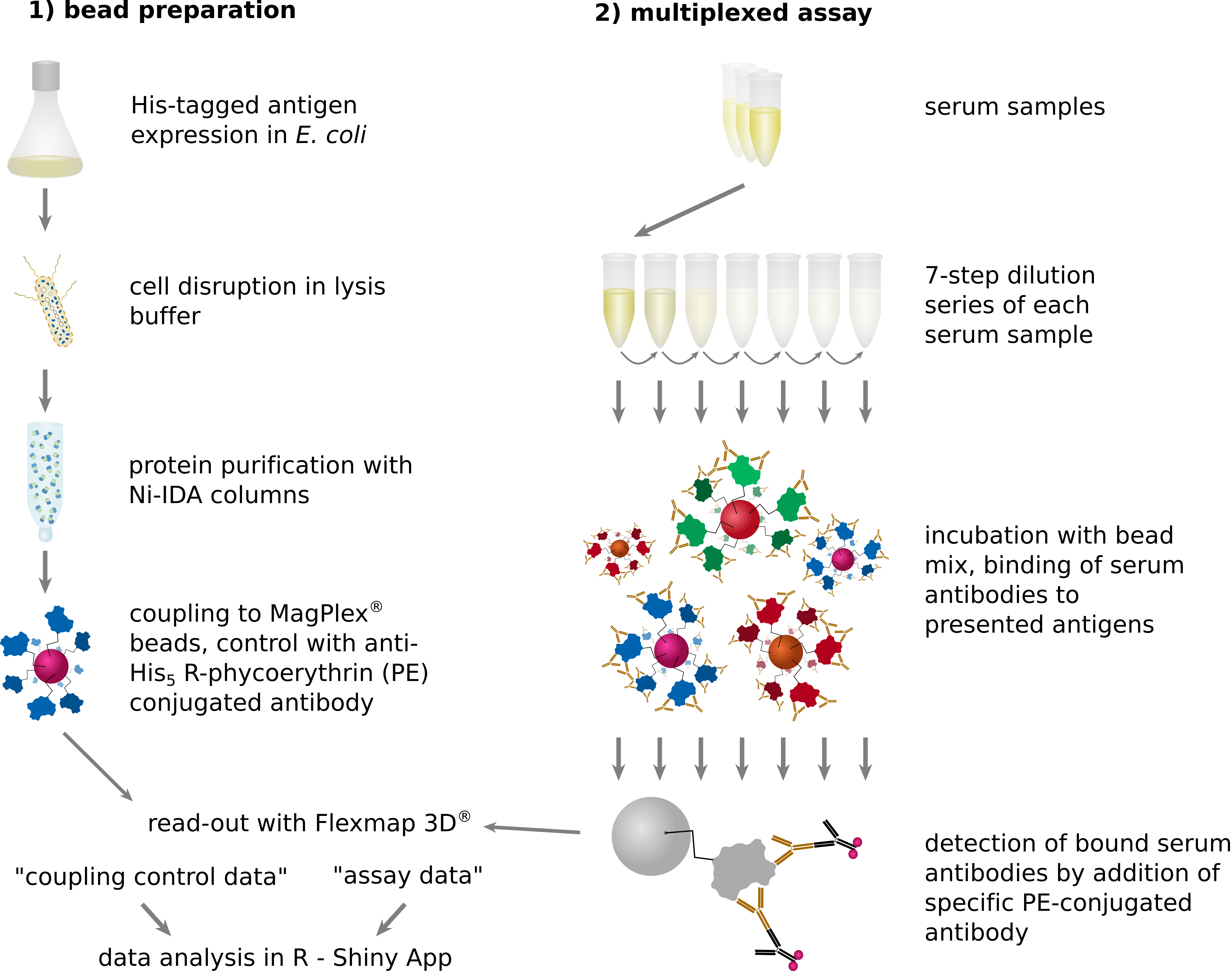 serological assay workflow using the xMAP® technology