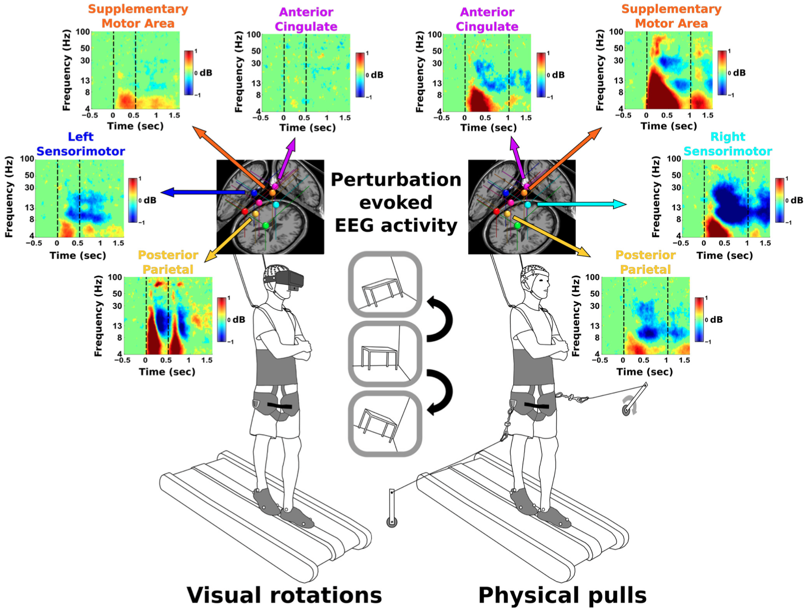 Summary of source-localized EEG findings during 2 sensorimotor balance perturbations