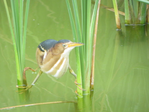 Least Bittern