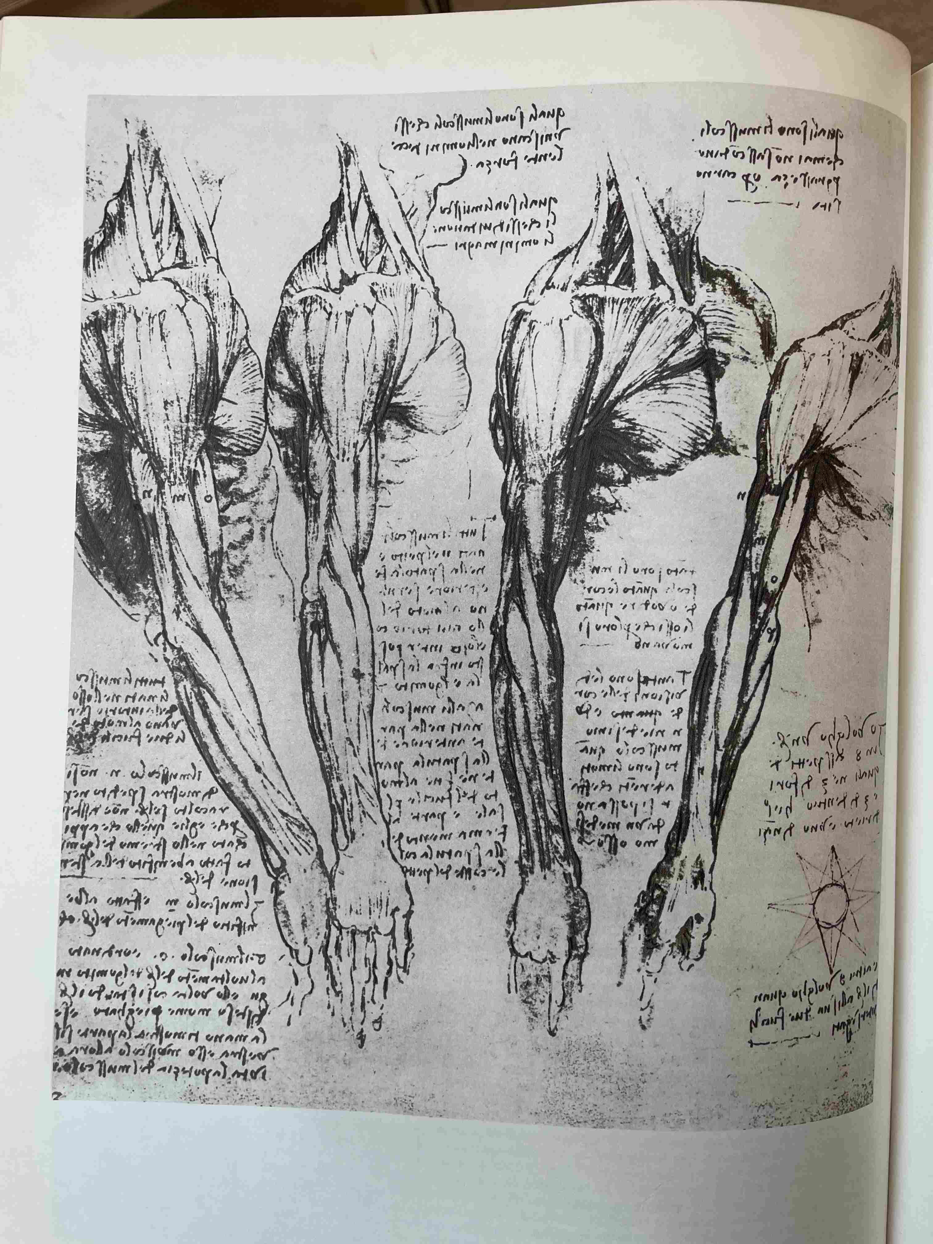 Studies of the muscles of the arm and shoulder by Leonardo da Vinci (c. 1510–1511)