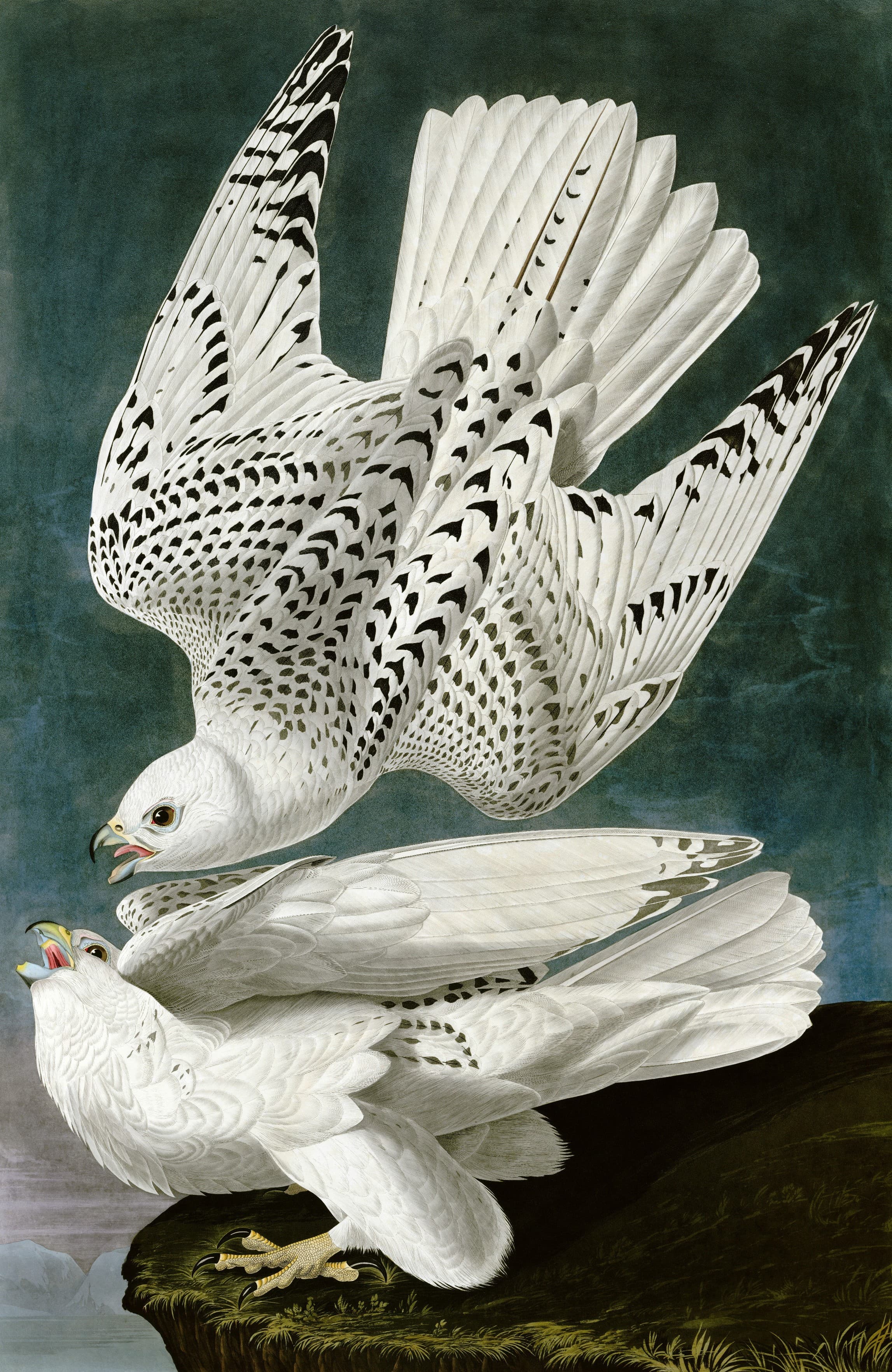 Iceland or Gyr Falcon (Plate 196) by John James Audubon (c. 1834)