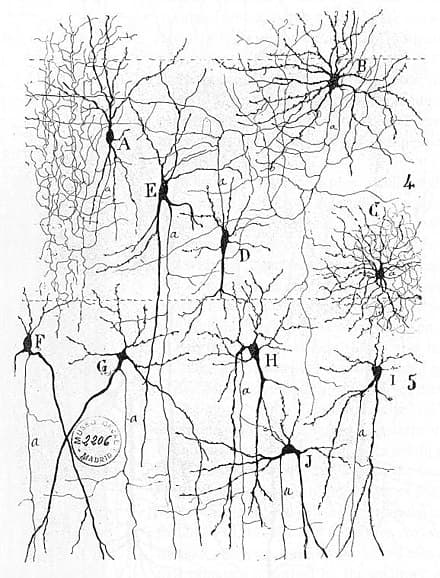 Different types of neurons in the cerebral cortex by Santiago Ramón y Cajal (c. 1900)