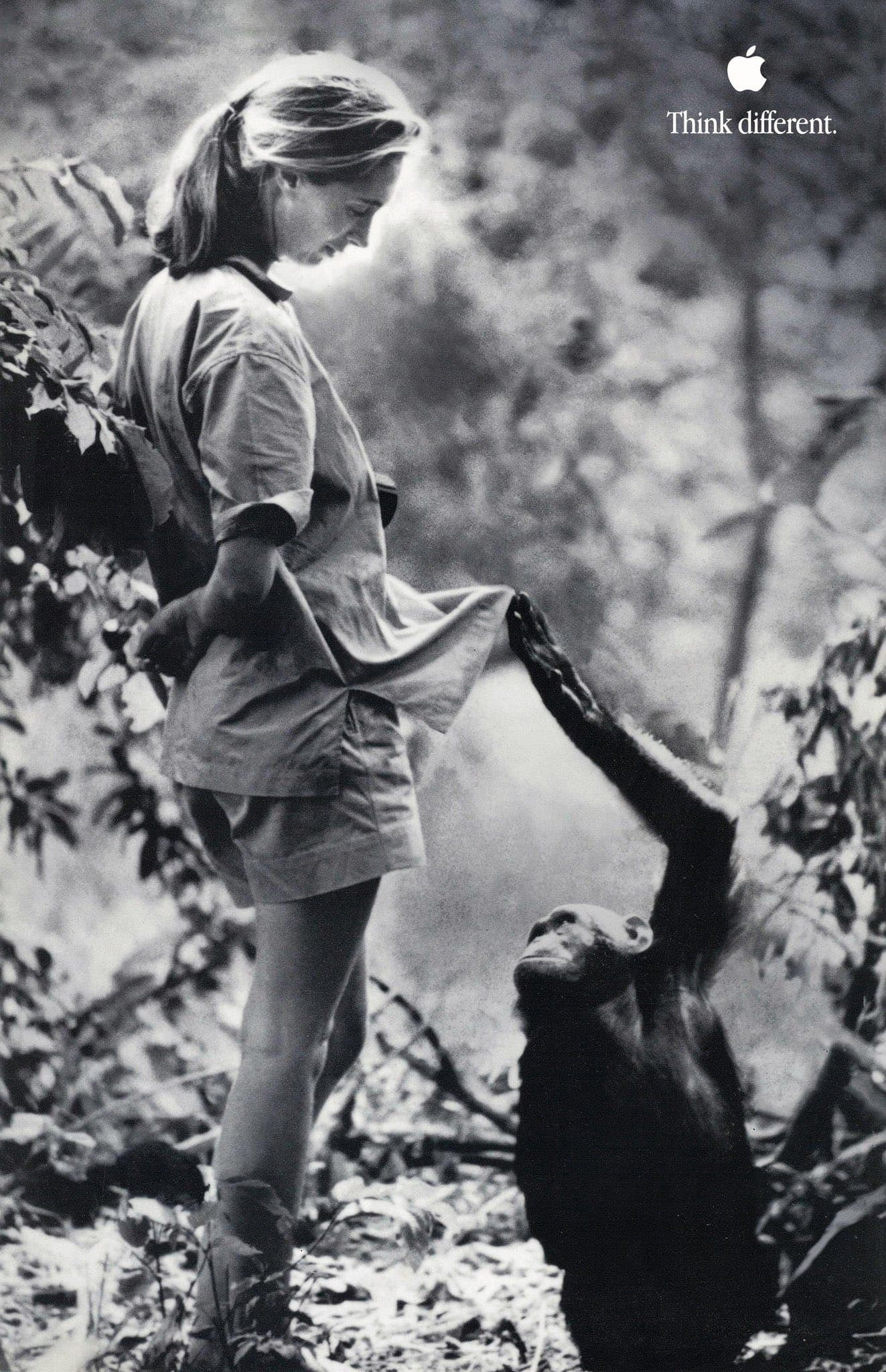 Jane Goodall with a Chimpanzee (Apple Think Different Campaign) by Hugo van Lawick (1997)