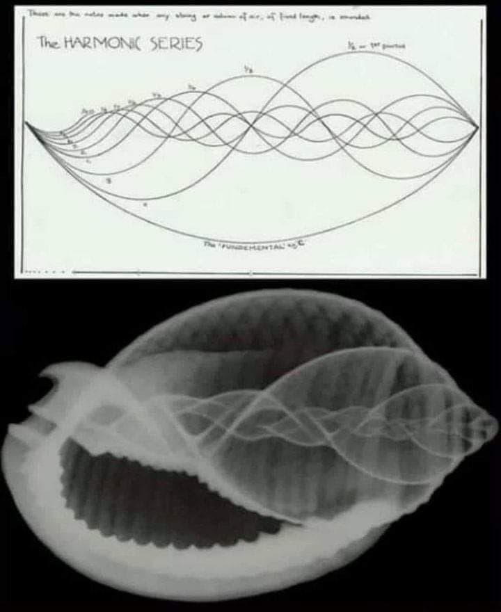 Diagram of Harmonic Series above Radiographic Image of a Seashell