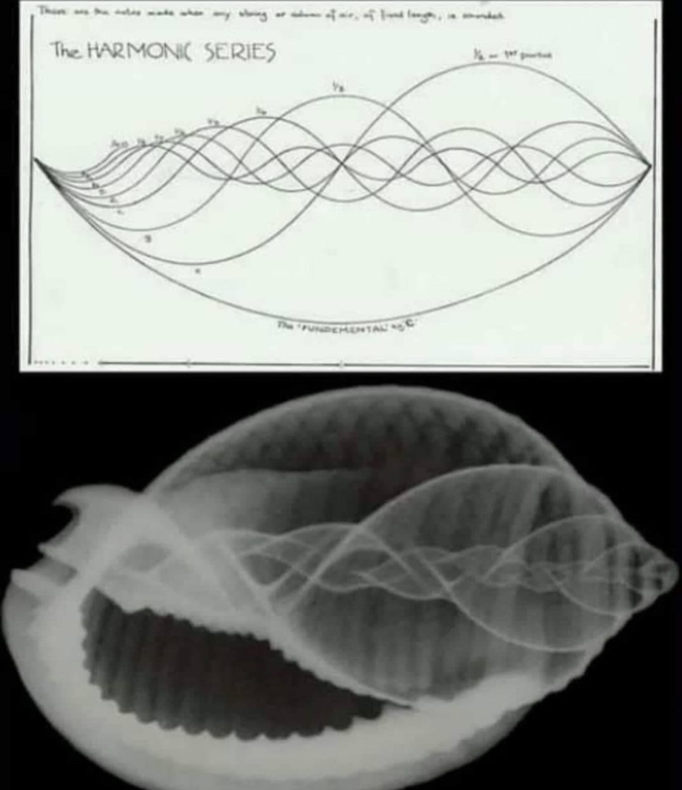 Diagram of the Harmonic Series above an X-ray Image of a Seashell